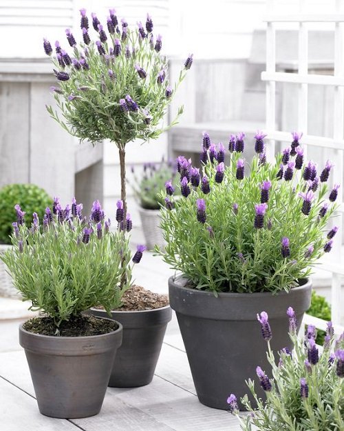Planters with Lavender Ideas 3