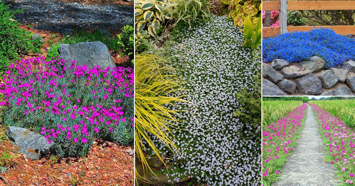 51 Best Flowering Ground Cover Plants