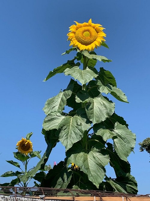 Giant Sunflower Varieties 7