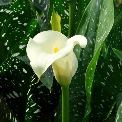 White Calla Lily Varieties 2