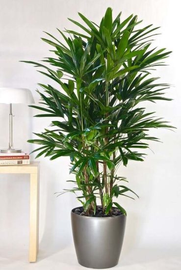 15 Houseplants That Remove Formaldehyde 