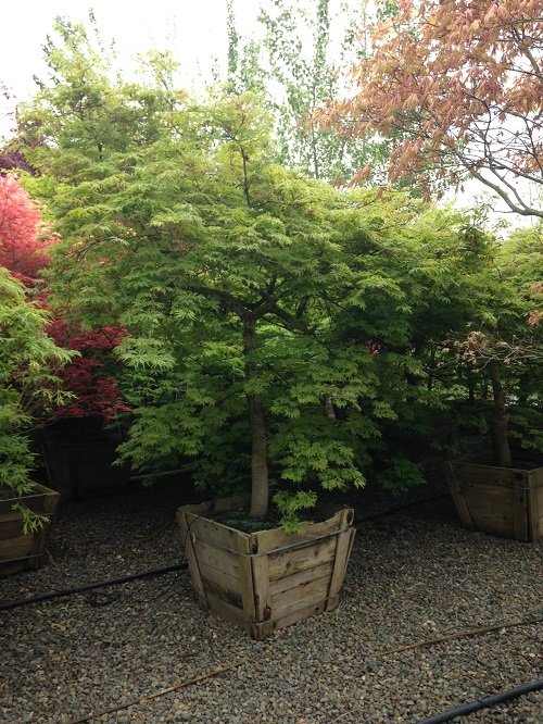 Maple Tree Varieties for Containers 7