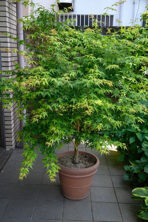 Maple Tree Varieties for Containers 3