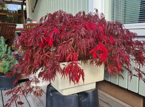 Maple Tree Varieties for Containers 11