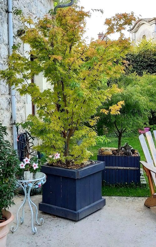 Maple Tree Varieties for Containers 13