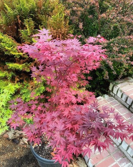 Japanese Maple Fireglow vs Bloodgood: All the Differences | Balcony ...