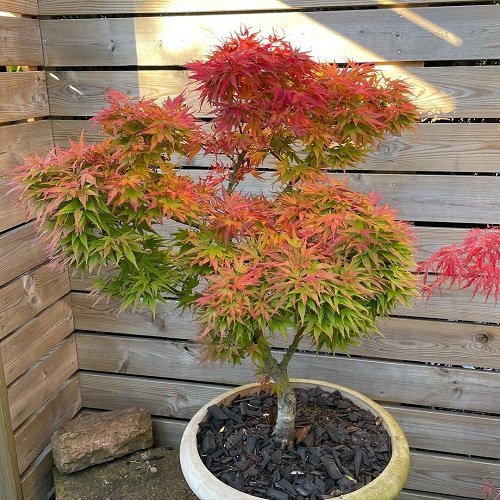 Maple Tree Varieties for Containers 9