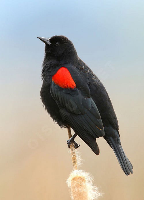 Red Winged Blackbird in stem 