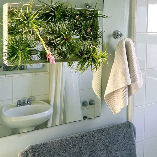 Air Plants in Bathroom Ideas 6