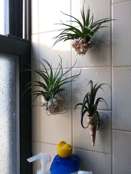 Air Plants in Bathroom Ideas 15
