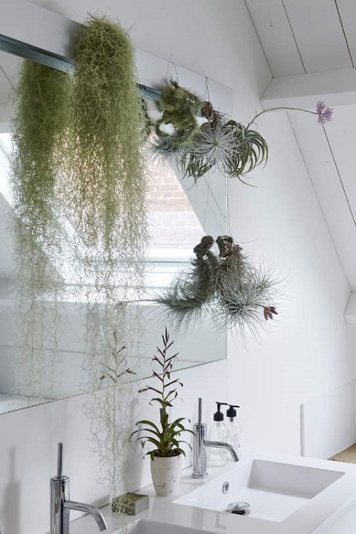 Air Plants in Bathroom Ideas 34