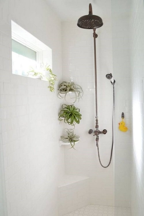 Air Plants in Bathroom Ideas 38