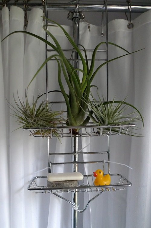 Air Plants in Bathroom Ideas 40