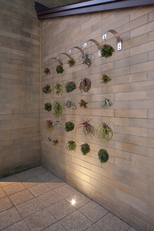 Air Plants in Bathroom Ideas 12