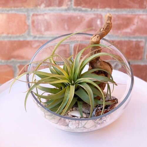 Indoor Plants You Can Grow in Glass Containers 3