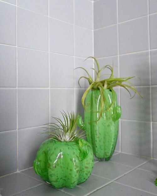 Air Plants in Bathroom Ideas 26