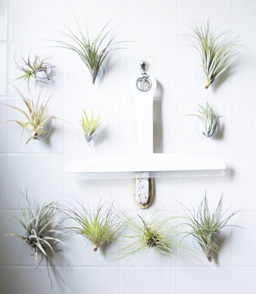 Air Plants in Bathroom Ideas 1