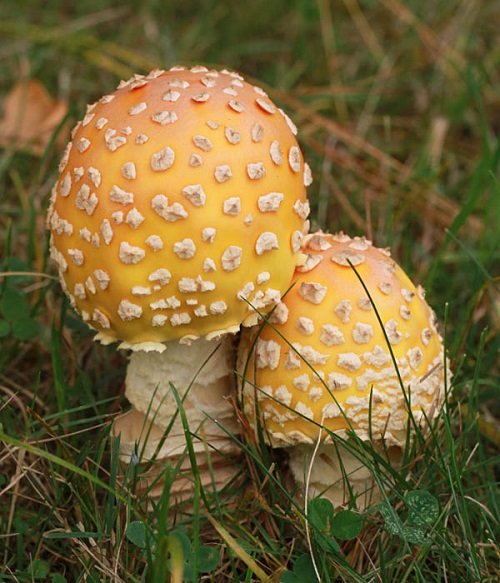 Mushrooms that Look like flowers 9