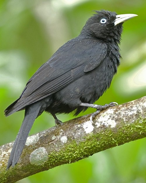 Black Birds with Yellow Beaks 29