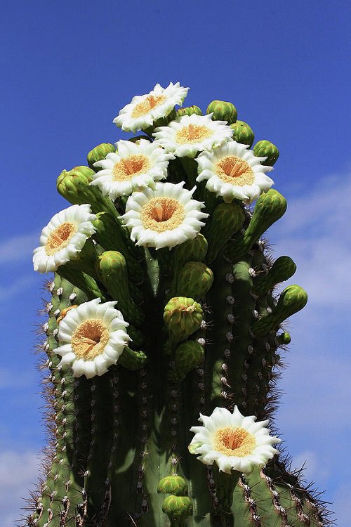Arizona State Flower 3