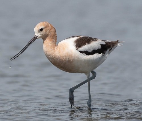 Shore Birds with Curved Beaks 3
