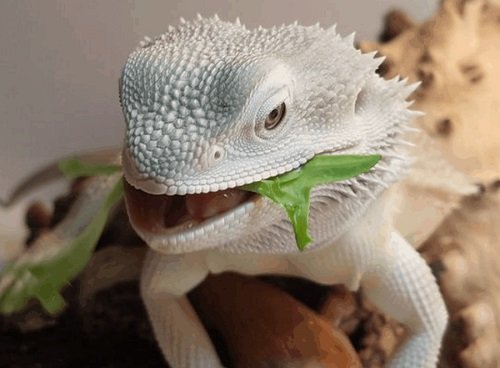 Can Green Iguanas Safely Munch on Cabbage?