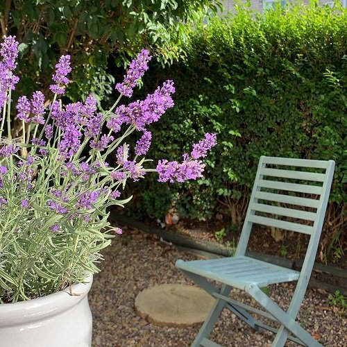 Planters with Lavender Ideas 19