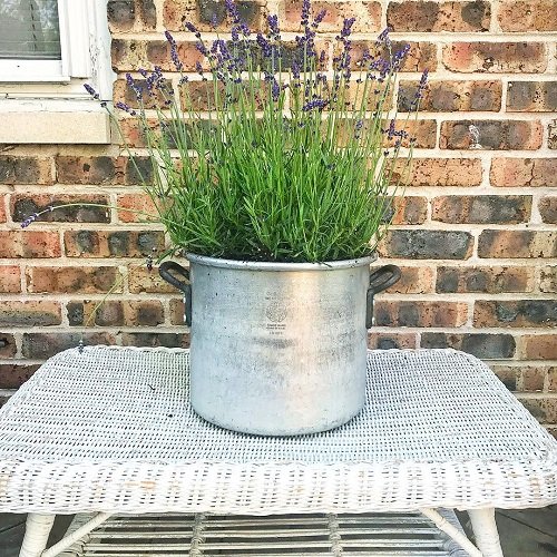 Planters with Lavender Ideas 23