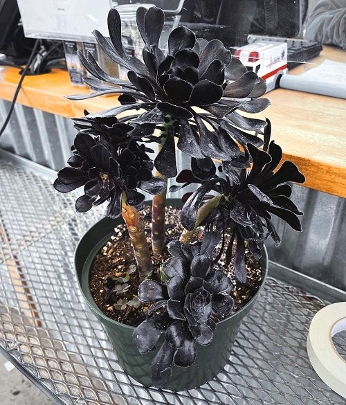How to Keep Black Succulents Blacker 1