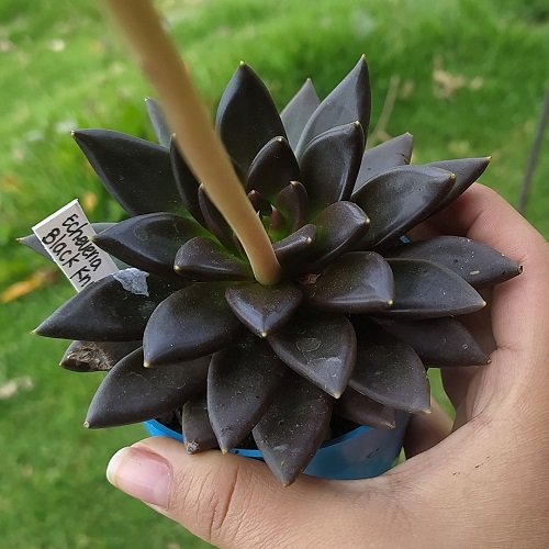 How to Keep Black Succulents Blacker 2