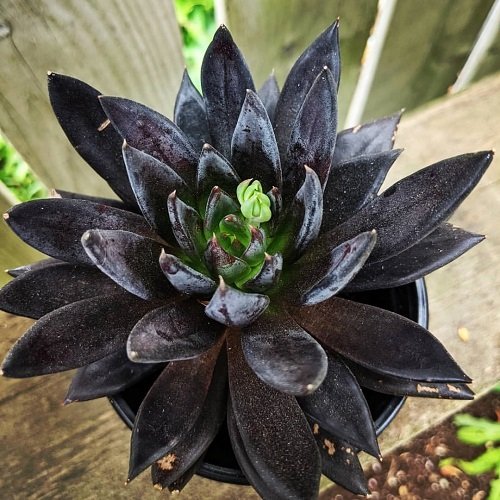 How to Keep Black Succulents Blacker
