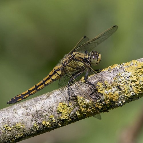 Types of Dragonfly 21