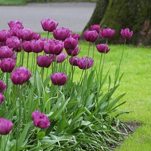 Purple Tulips Varieties 3