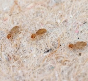 11 Common Tiny Black Bugs in Bathroom with No Wings | Balcony Garden Web