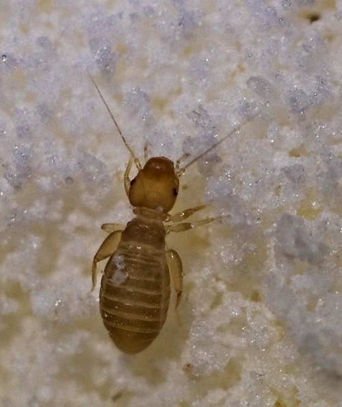 Bugs That Look Like Termites 2