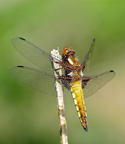Types of Dragonfly 19