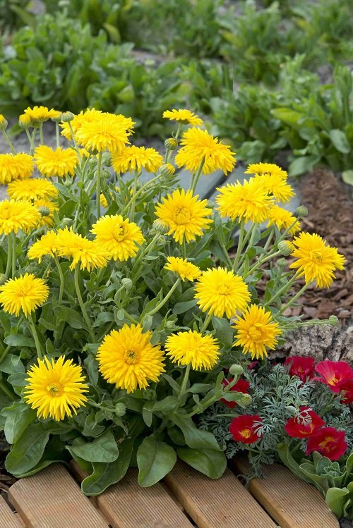 Yellow Flowering Herbs 1
