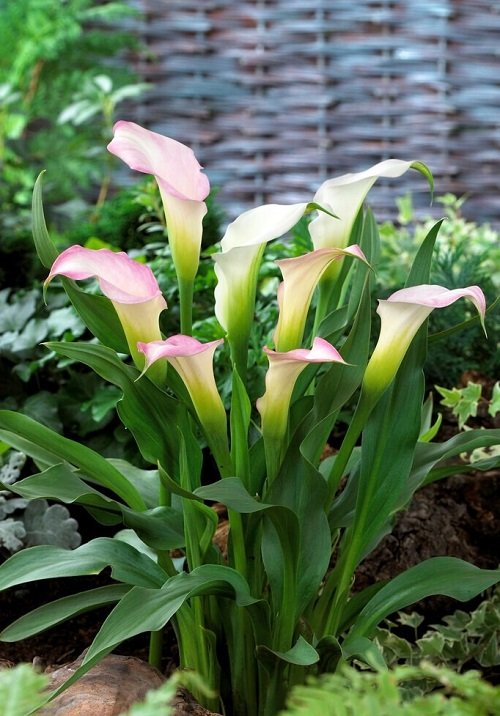 White Calla Lily Varieties 11