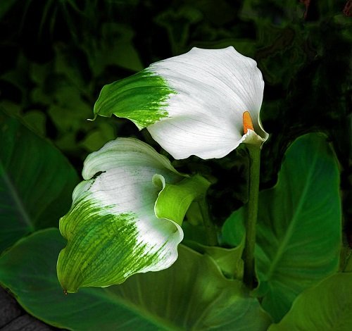 White Calla Lily Varieties 8
