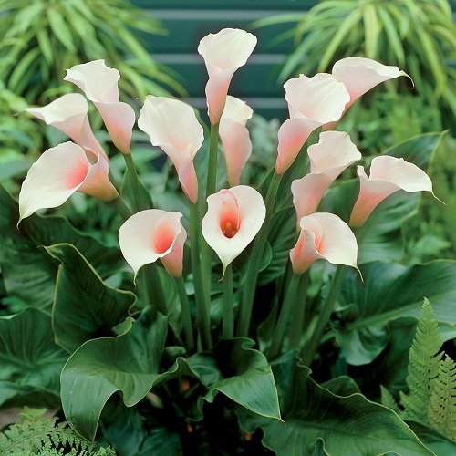 White Calla Lily Varieties 15