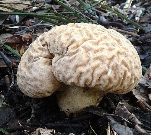 Mushrooms that Look Like a Brain 3