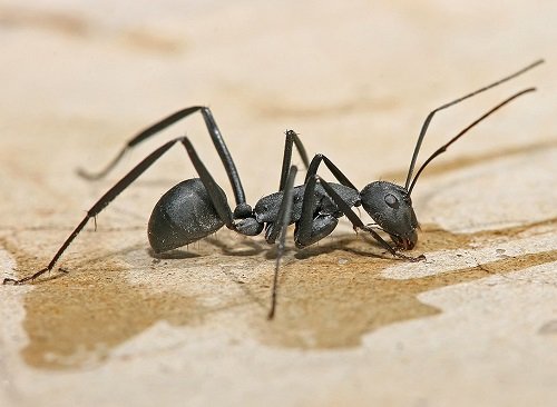 Bugs That Look Like Termites