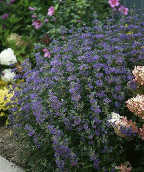 14 Stunning Black Foliage Vines and Climbers | Balcony Garden Web