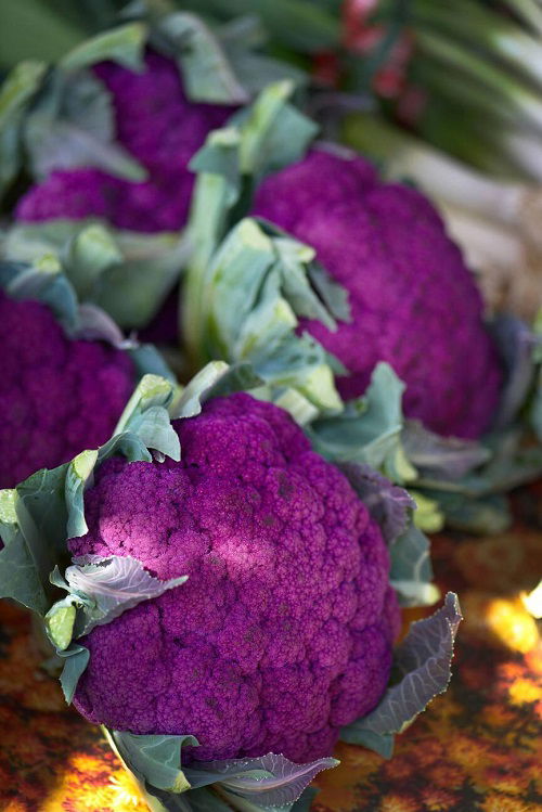 Purple cauliflower variety