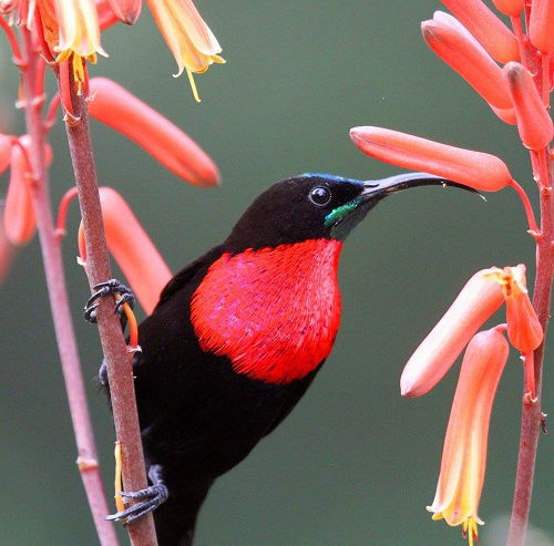 beautiful Red-chested birds