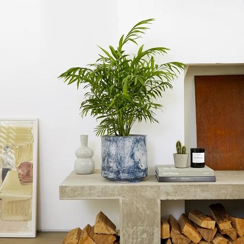 Parlor Palm planter on the table Houseplants for Where Sun Doesn't Shine