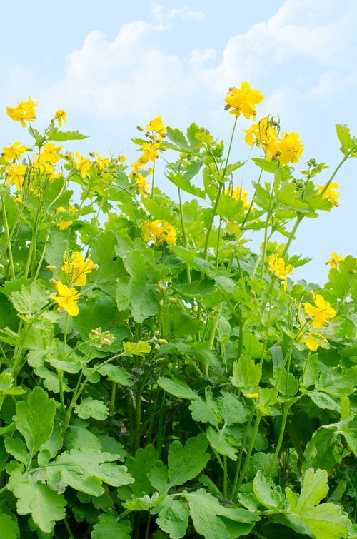 Yellow Flowering Herbs 13