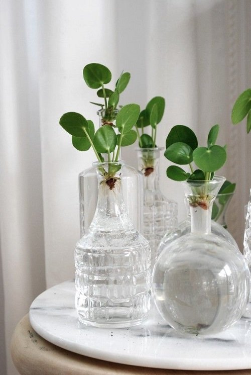 Glass Container Plants for Indoor Growing