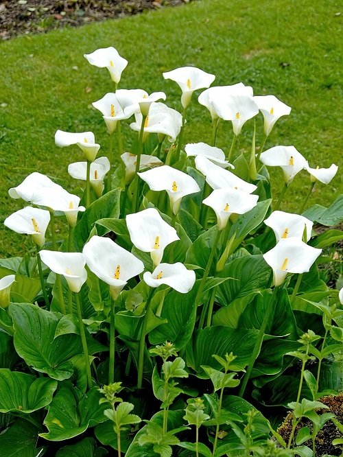 White Calla Lily Varieties