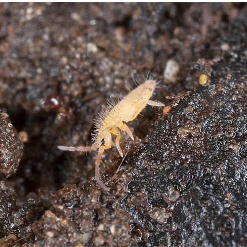 Microscopic Insects Resembling Particles of Soil 
